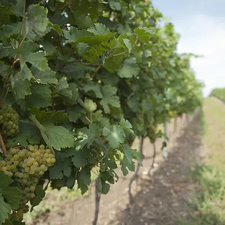 Weingut Martinshof 3*