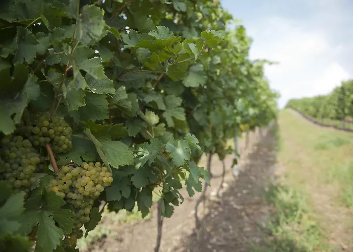 Weingut Martinshof 3*